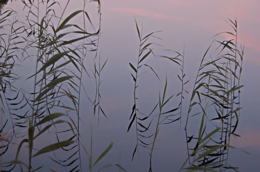 Darss_Schilf_W_304