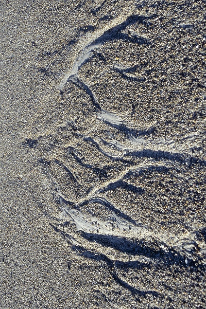 Sandgrobschlängel